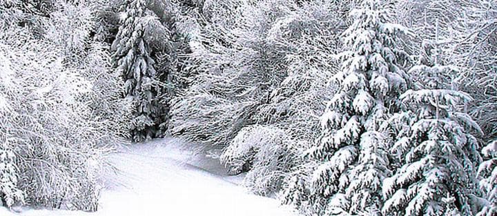 Snowmobilers enjoyed a N.H. trail
