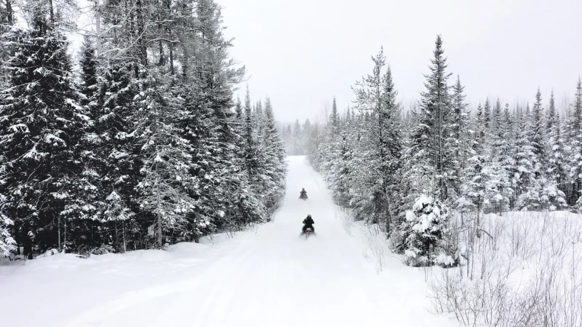 Two snowmobiles crossing a snow-covered trail surrounded by snow-covered fir trees in Abitibi-Témiscamingue.